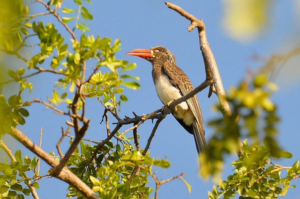 Crowned Hornbill - ML628064800
