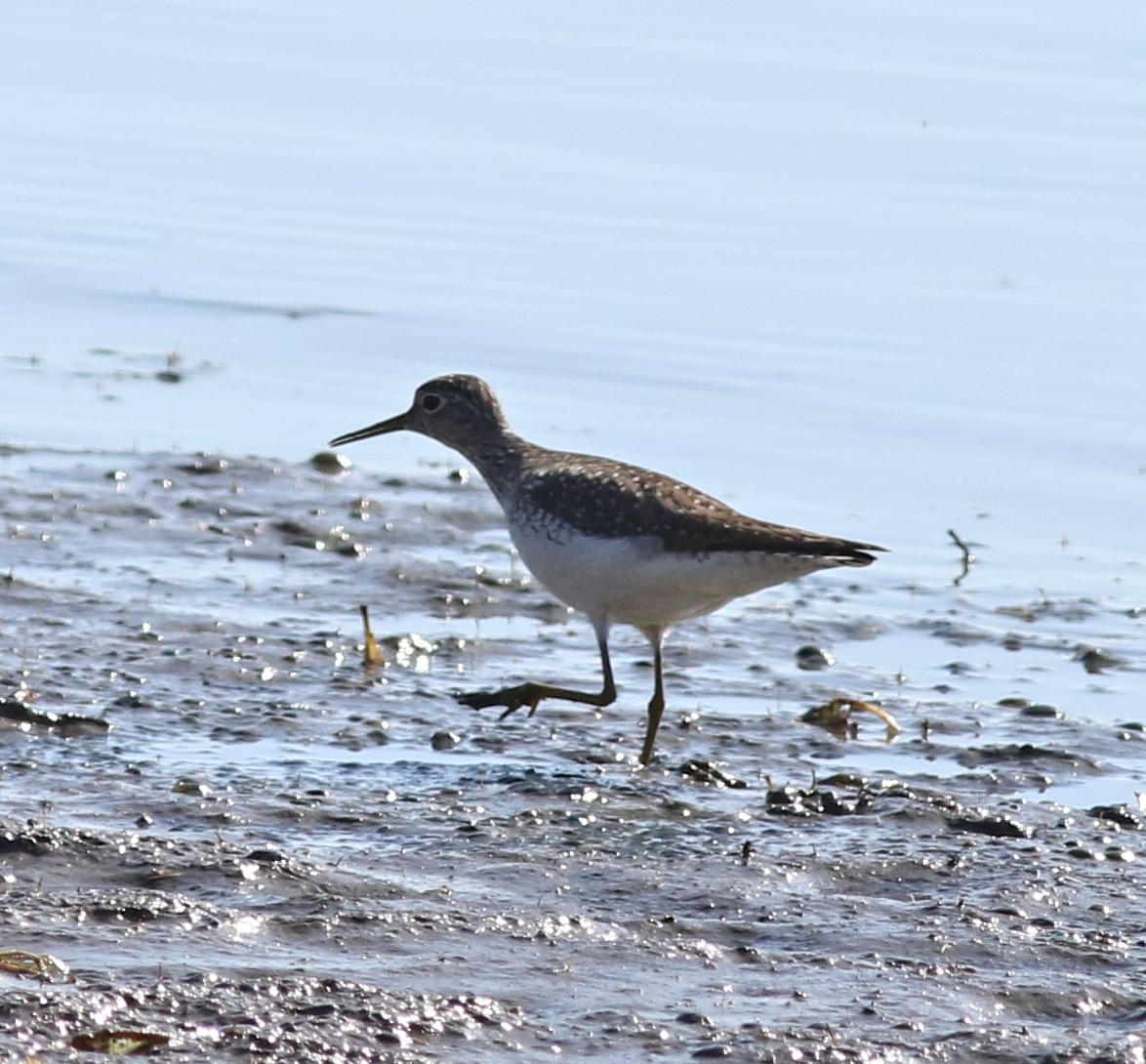 Andarríos Solitario - ML628064817