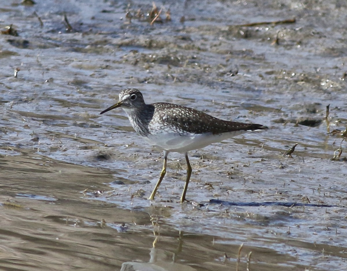 Andarríos Solitario - ML628064820