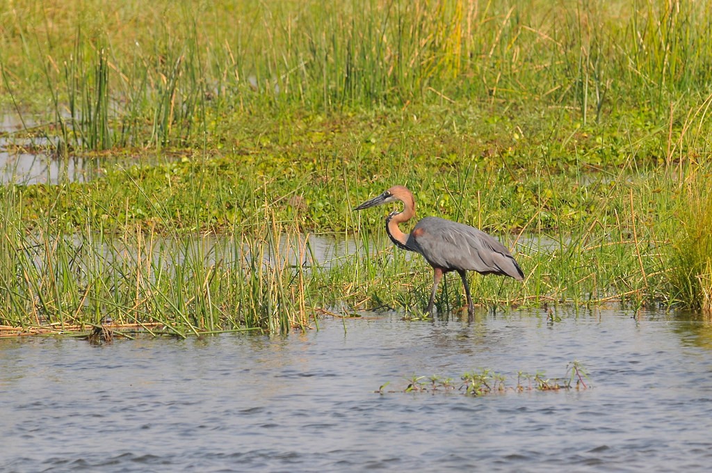 Goliath Heron - ML628064823