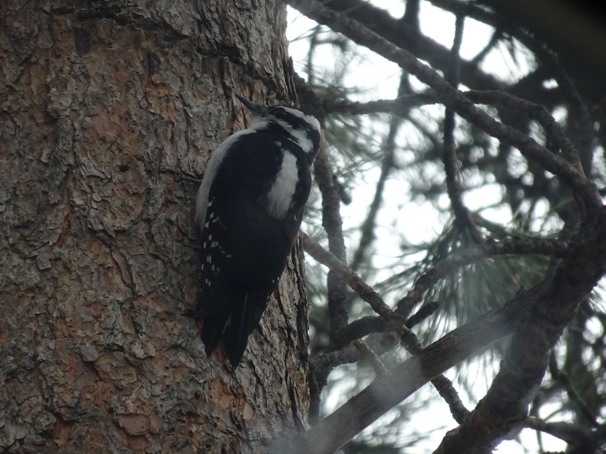 Hairy Woodpecker - ML628064869