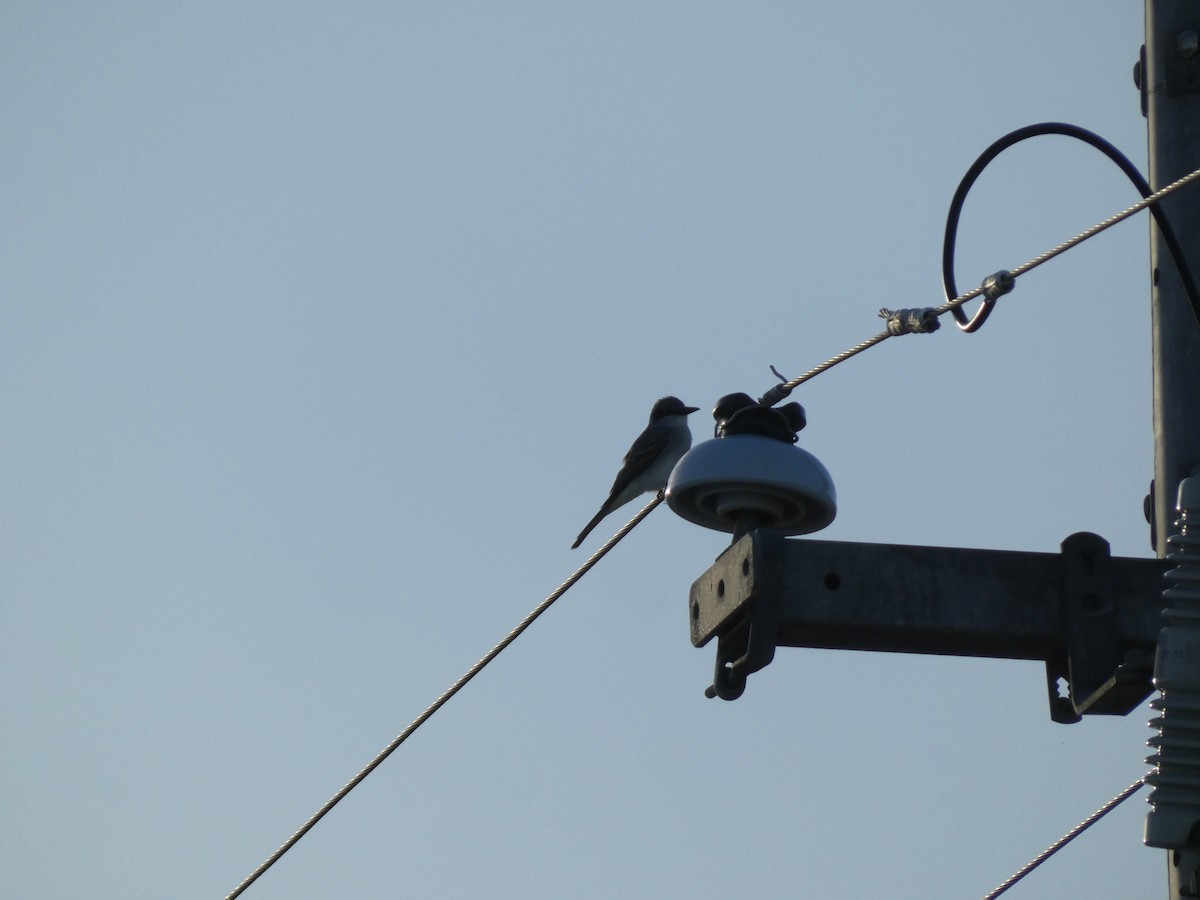 Gray Kingbird - ML628064960