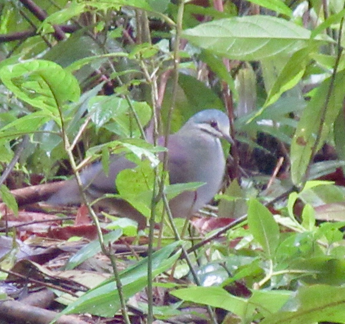 Purplish-backed Quail-Dove - ML628064966