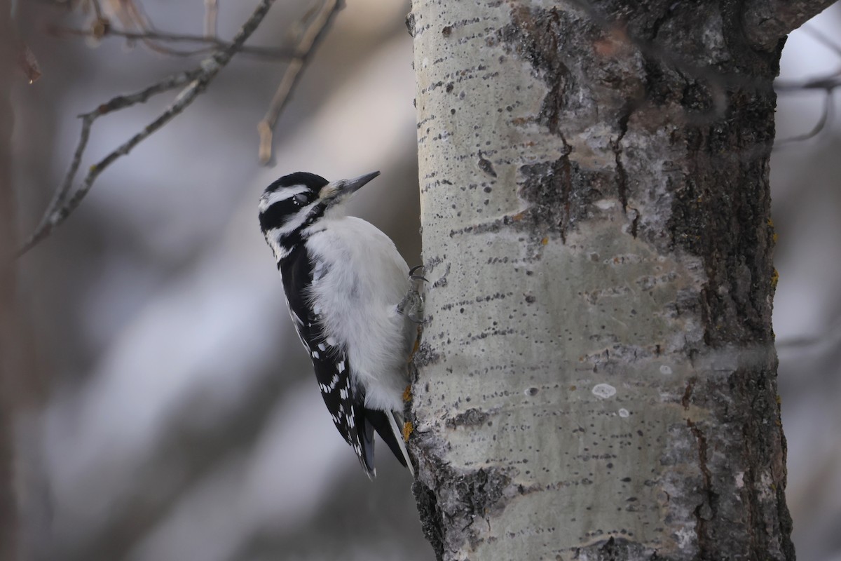 Hairy Woodpecker - ML628064997