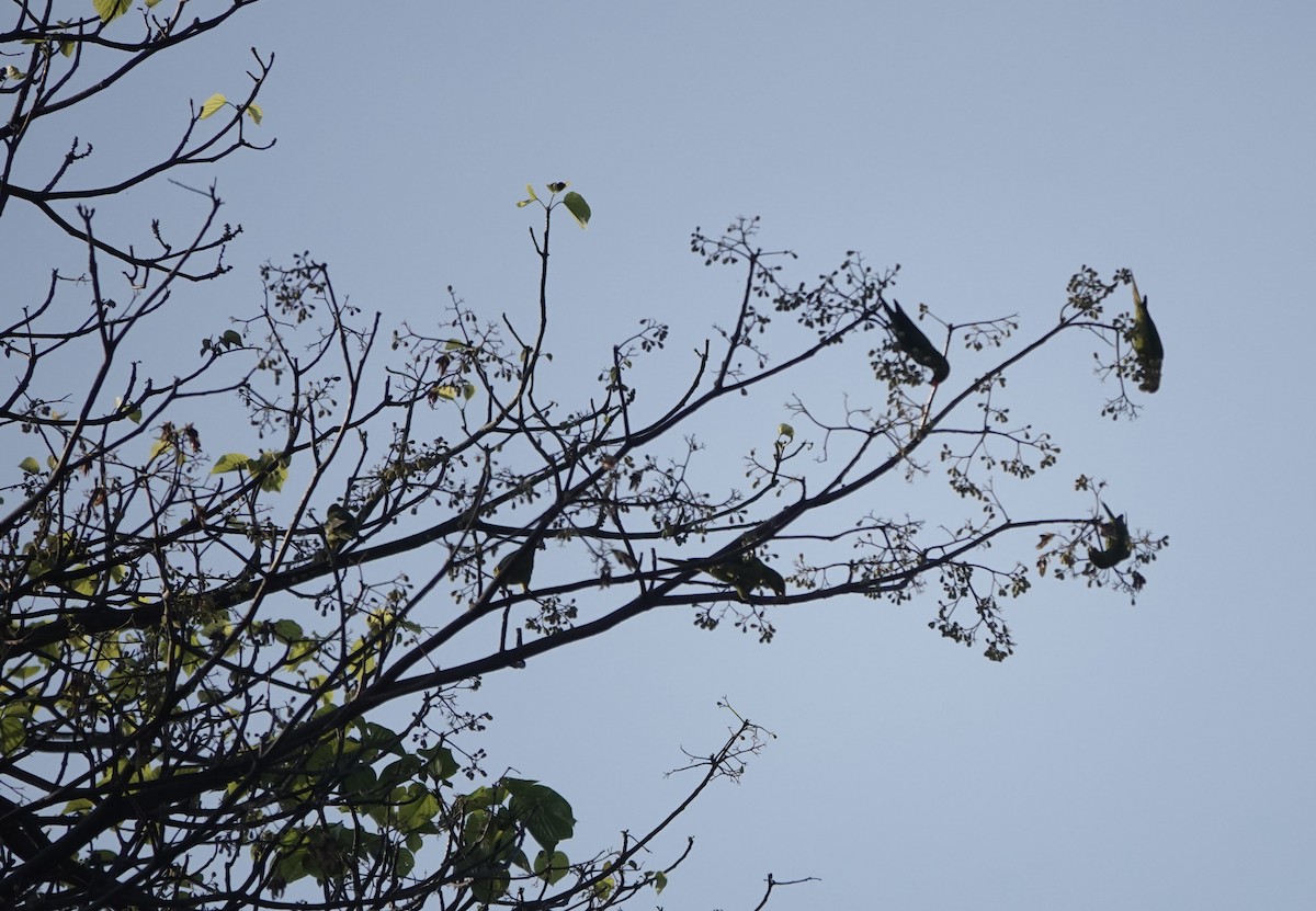 Olive-headed Lorikeet - ML628065002