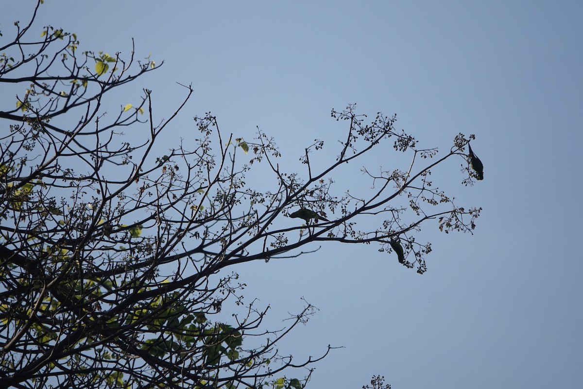 Olive-headed Lorikeet - ML628065004