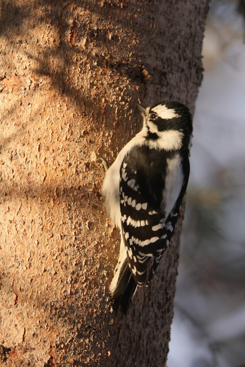 Hairy Woodpecker - ML628065013