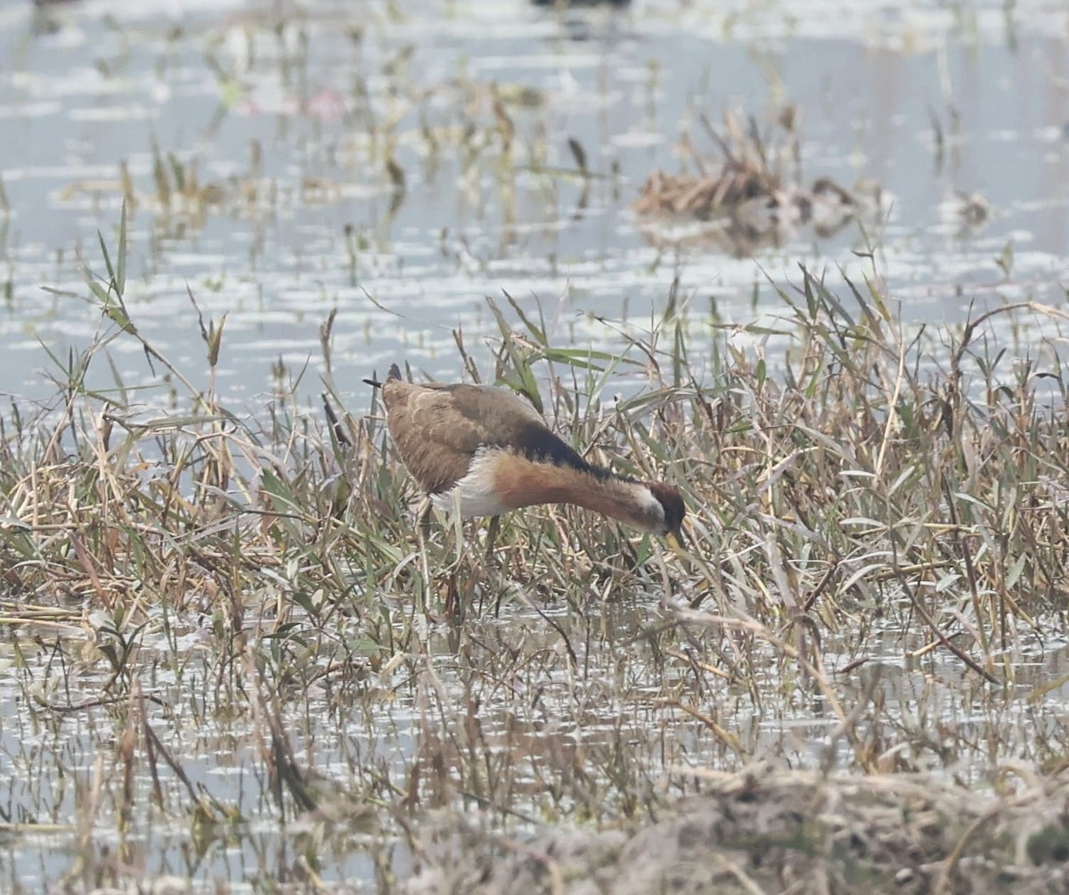 Bronze-winged Jacana - ML628065016