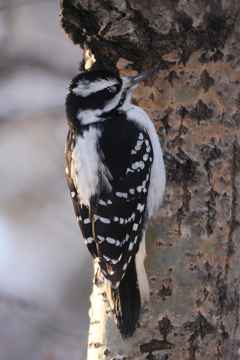 Hairy Woodpecker - ML628065032