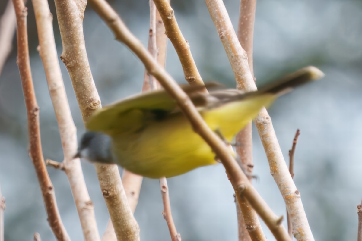 Cassin's Kingbird - ML628065035