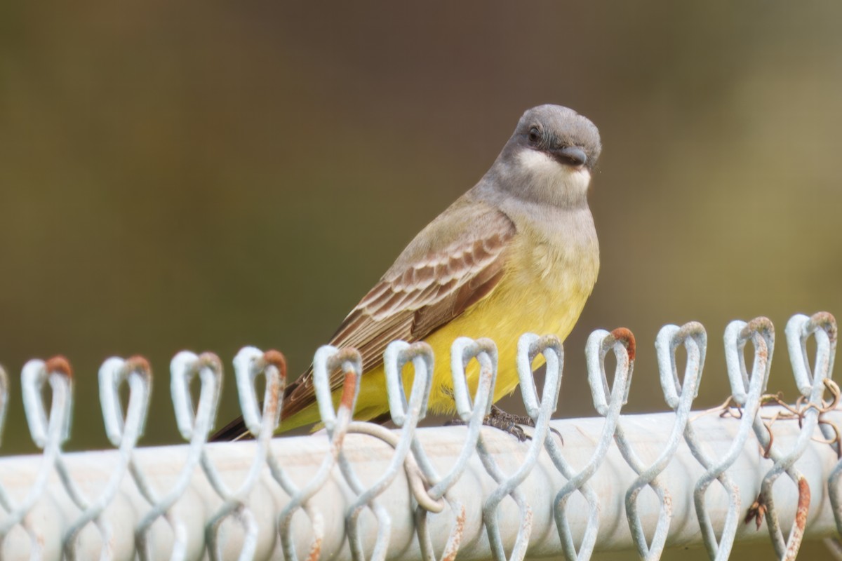 Cassin's Kingbird - ML628065036