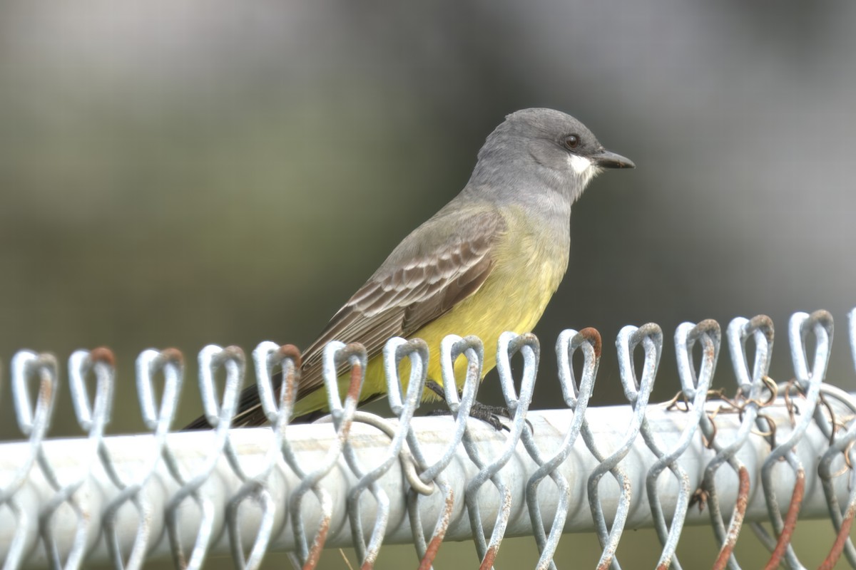 Cassin's Kingbird - ML628065037
