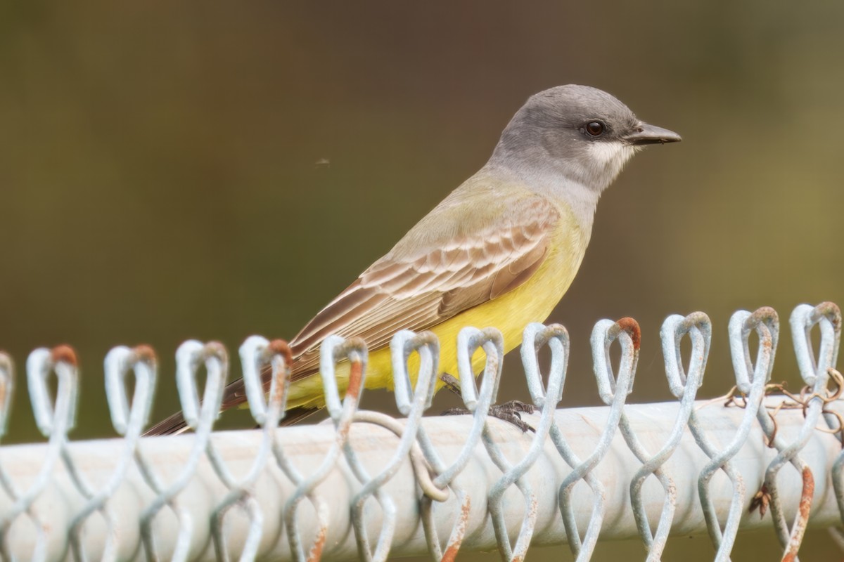 Cassin's Kingbird - ML628065038