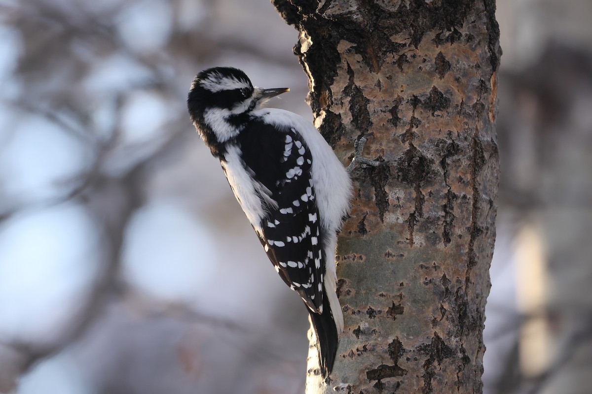 Hairy Woodpecker - ML628065052