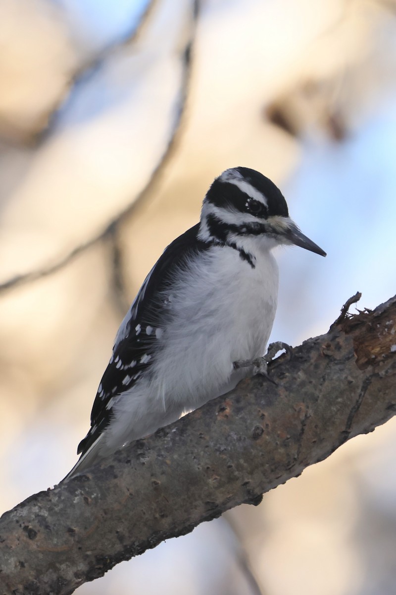 Hairy Woodpecker - ML628065057