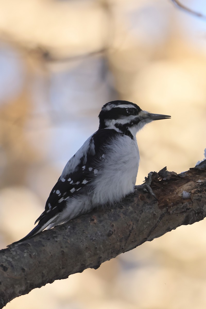 Hairy Woodpecker - ML628065078