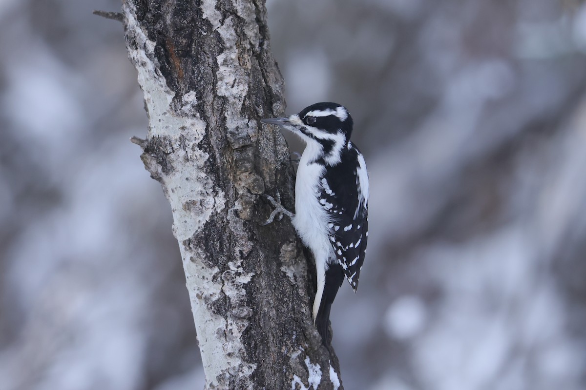 Hairy Woodpecker - ML628065095