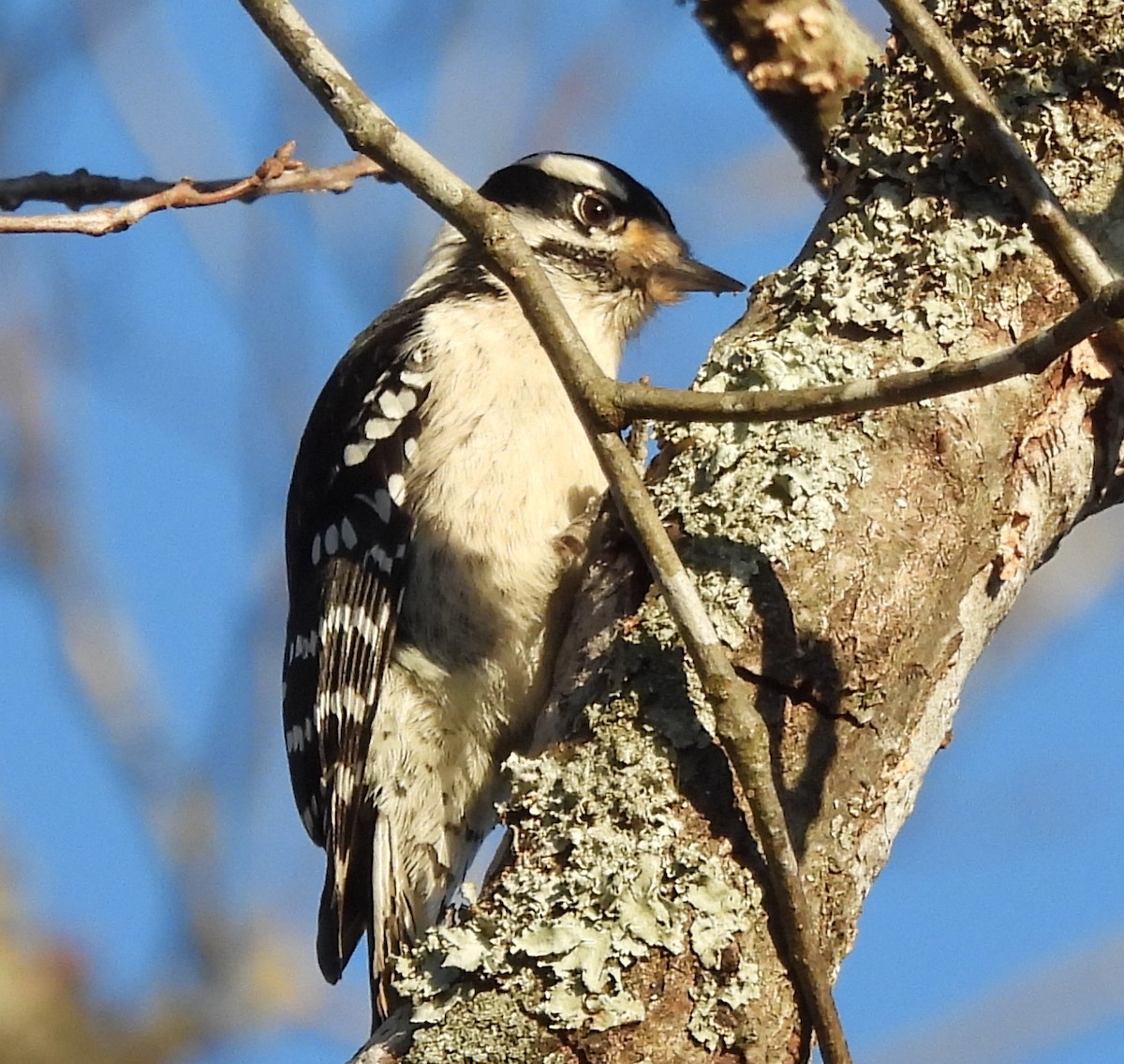 Downy Woodpecker - ML628065098