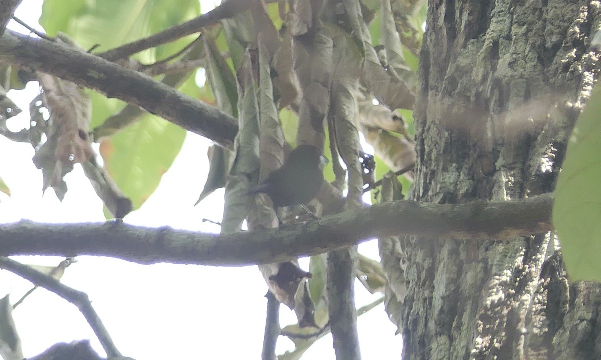 Silver-beaked Tanager - ML628065099