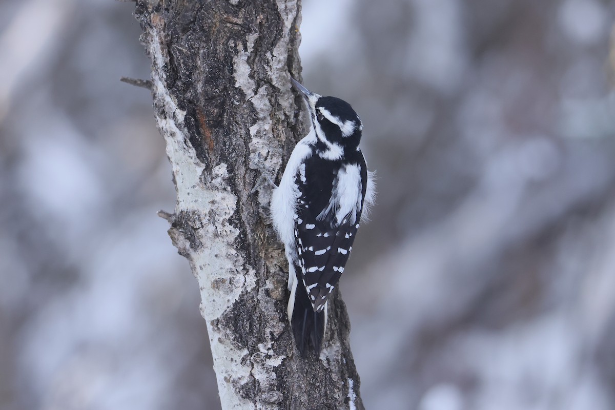 Hairy Woodpecker - ML628065102