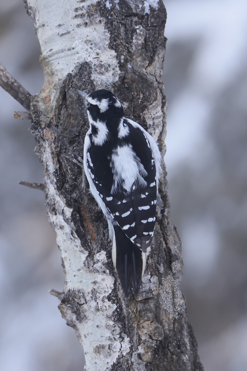 Hairy Woodpecker - ML628065137