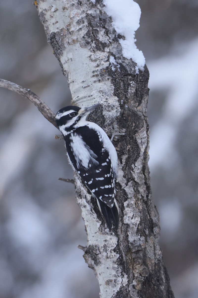 Hairy Woodpecker - ML628065147