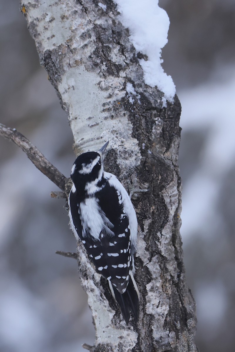 Hairy Woodpecker - ML628065156