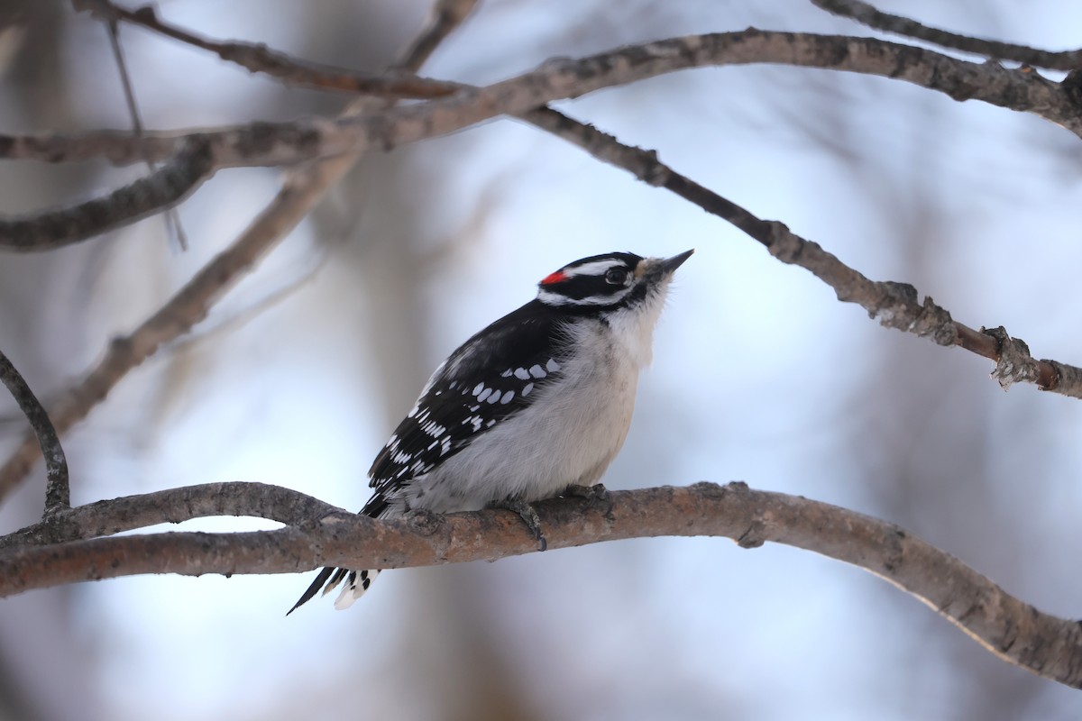 Downy Woodpecker - ML628065168