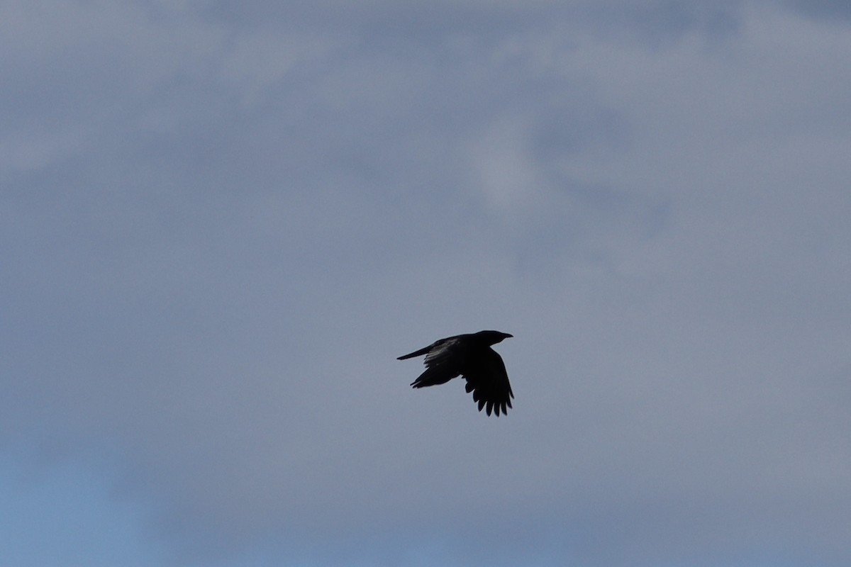 Red-winged Blackbird - ML628065193