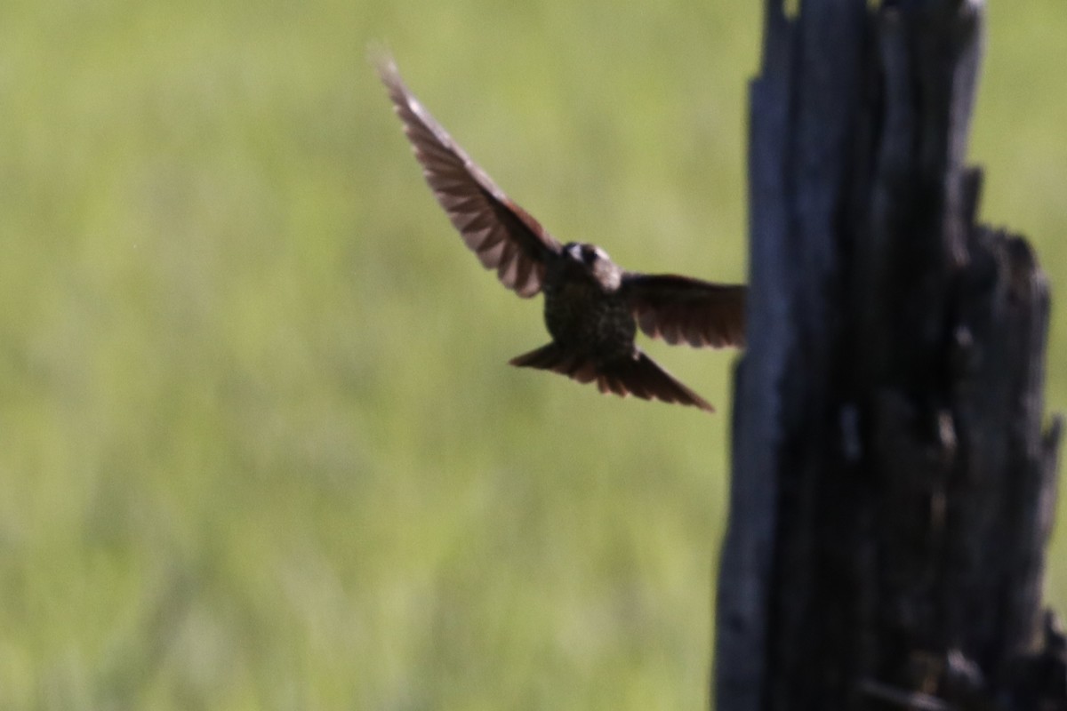 Red-winged Blackbird - ML628065194