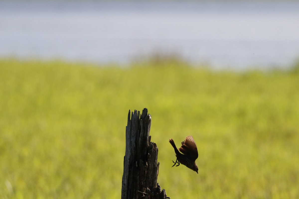 Red-winged Blackbird - ML628065195