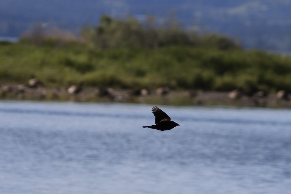 Red-winged Blackbird - ML628065196