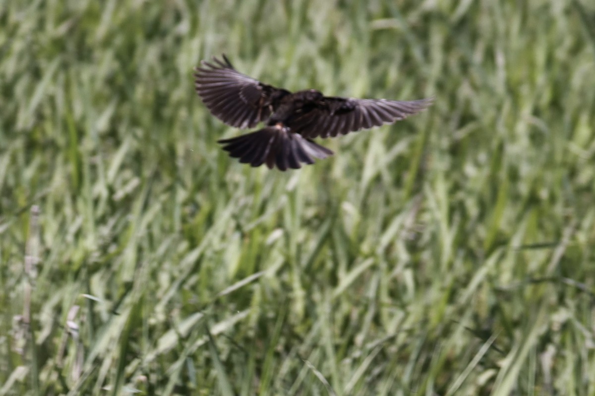 Red-winged Blackbird - ML628065197