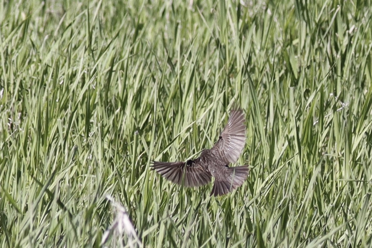 Red-winged Blackbird - ML628065267