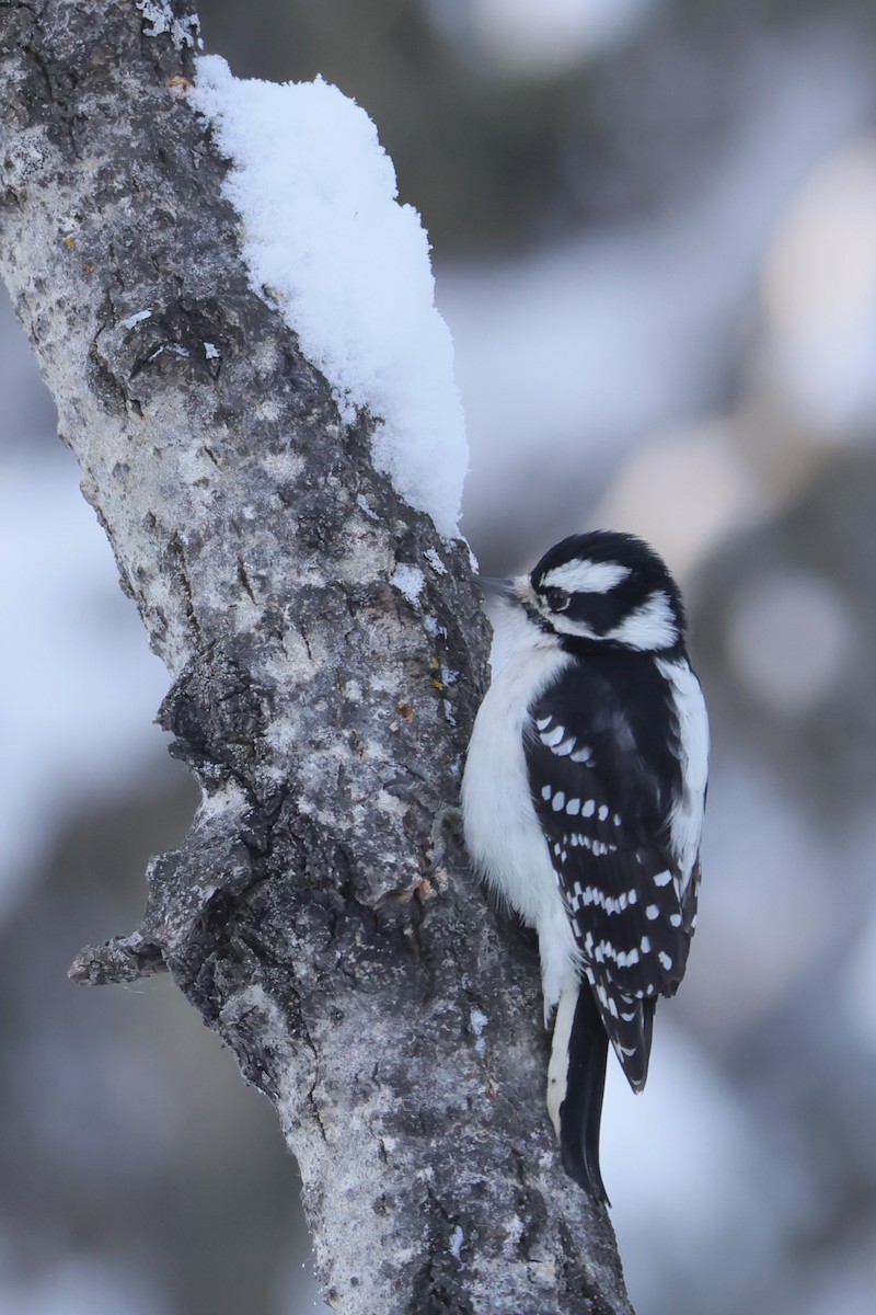 Downy Woodpecker - ML628065291