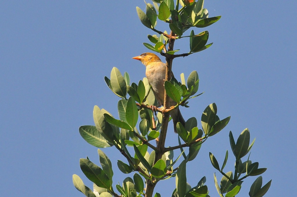 Red-billed Quelea - ML628065309