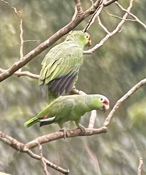 Red-lored Amazon - ML628065320