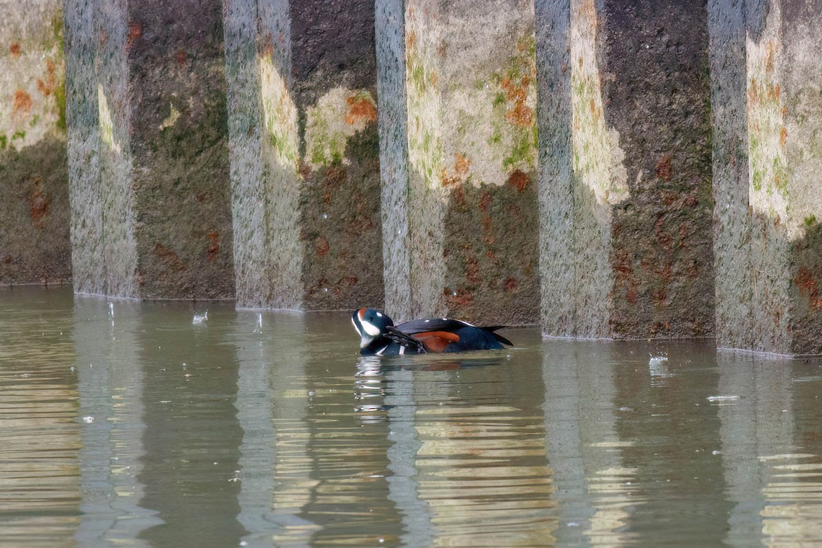 Harlequin Duck - ML628065331