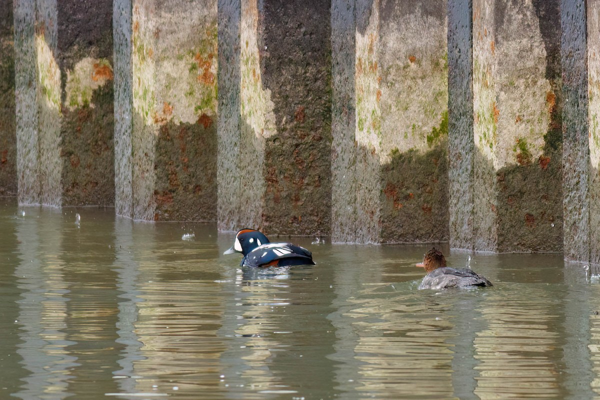 Harlequin Duck - ML628065332