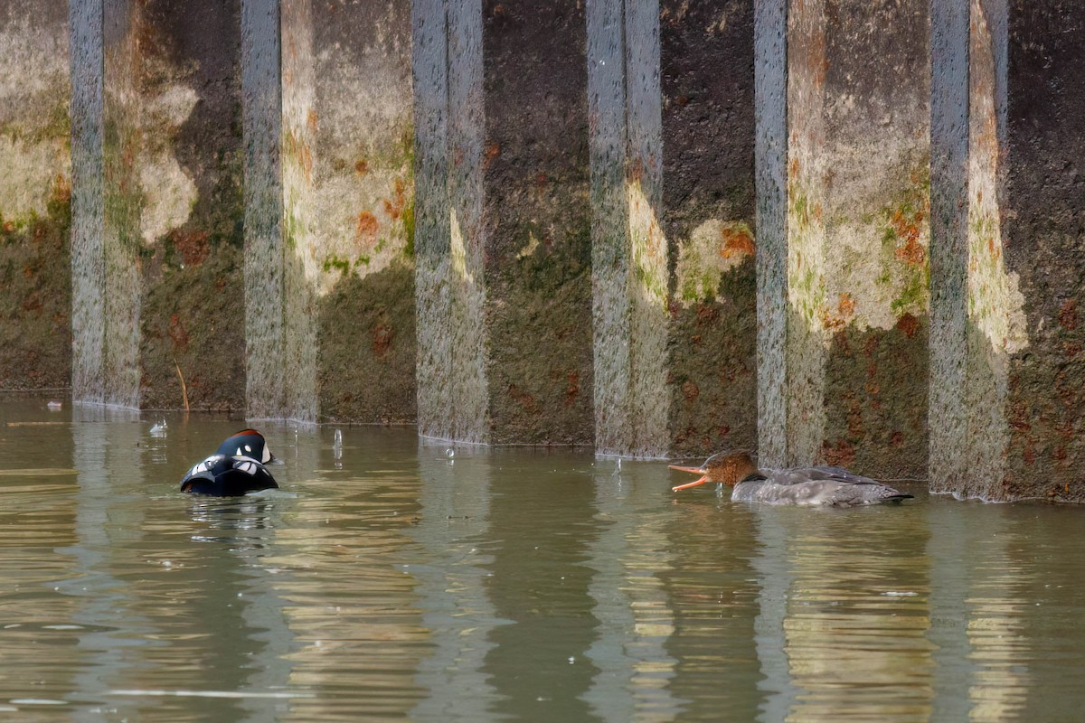 Harlequin Duck - ML628065333