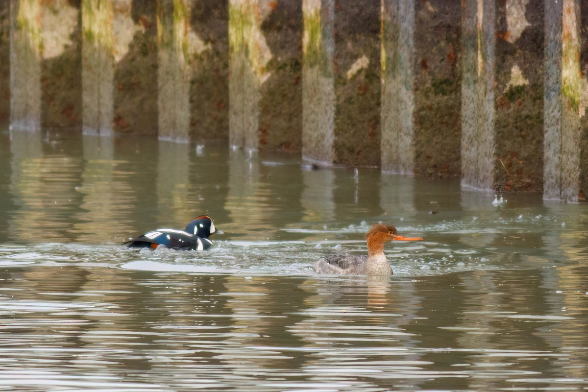 Harlequin Duck - ML628065334