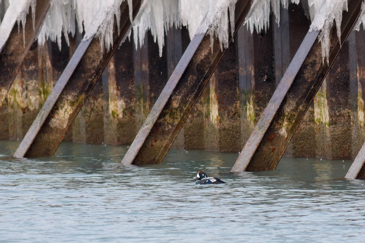 Harlequin Duck - ML628065335