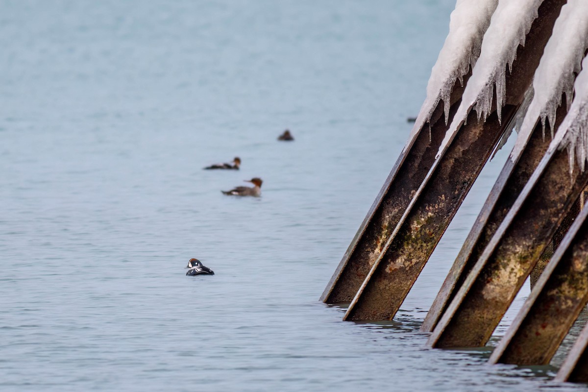 Harlequin Duck - ML628065336