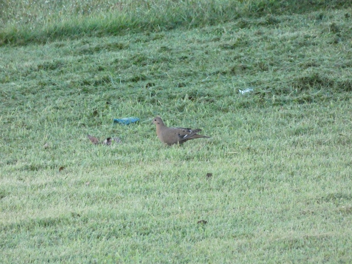 Zenaida Dove - ML628065365