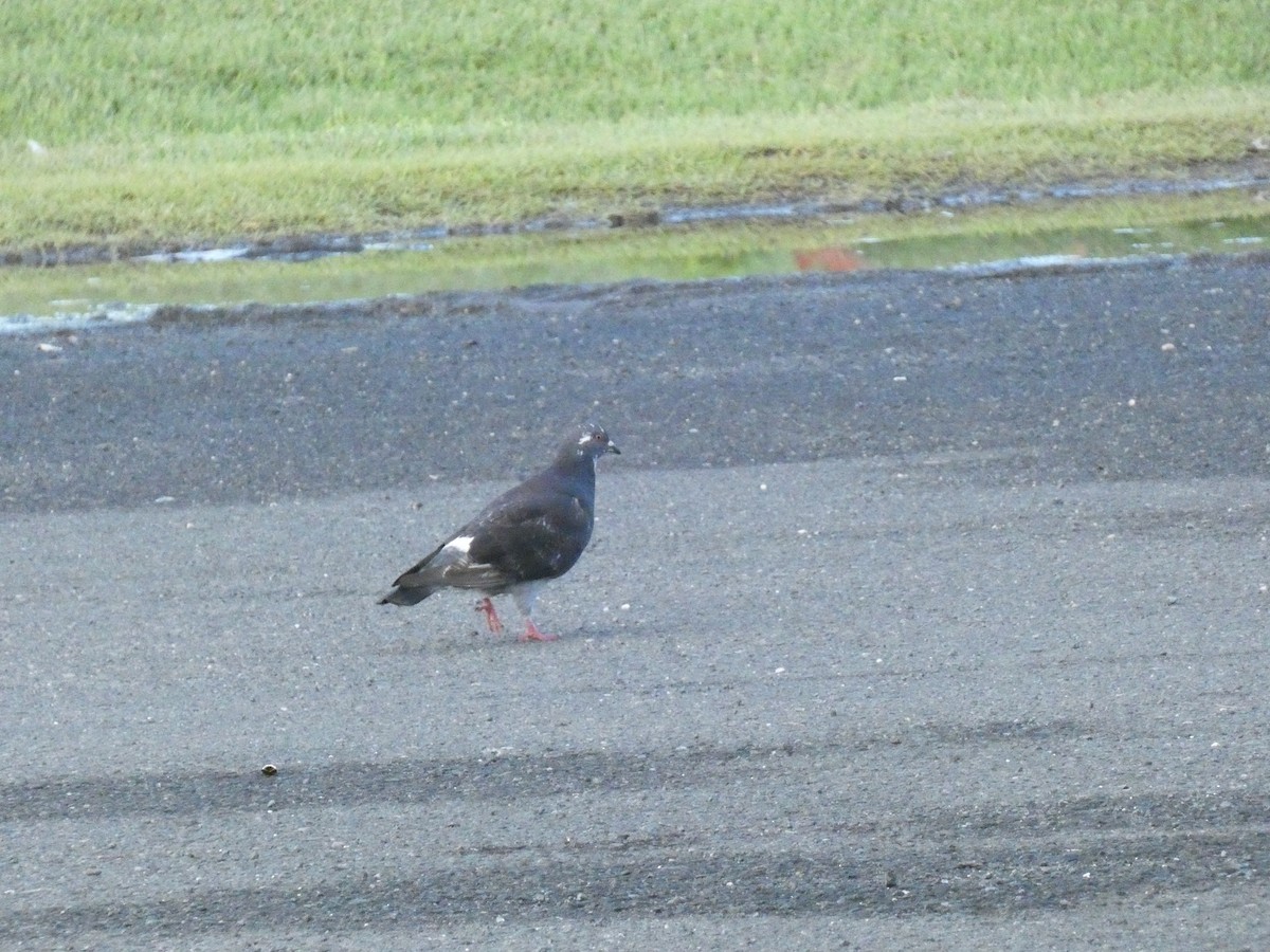 Rock Pigeon (Feral Pigeon) - ML628065384