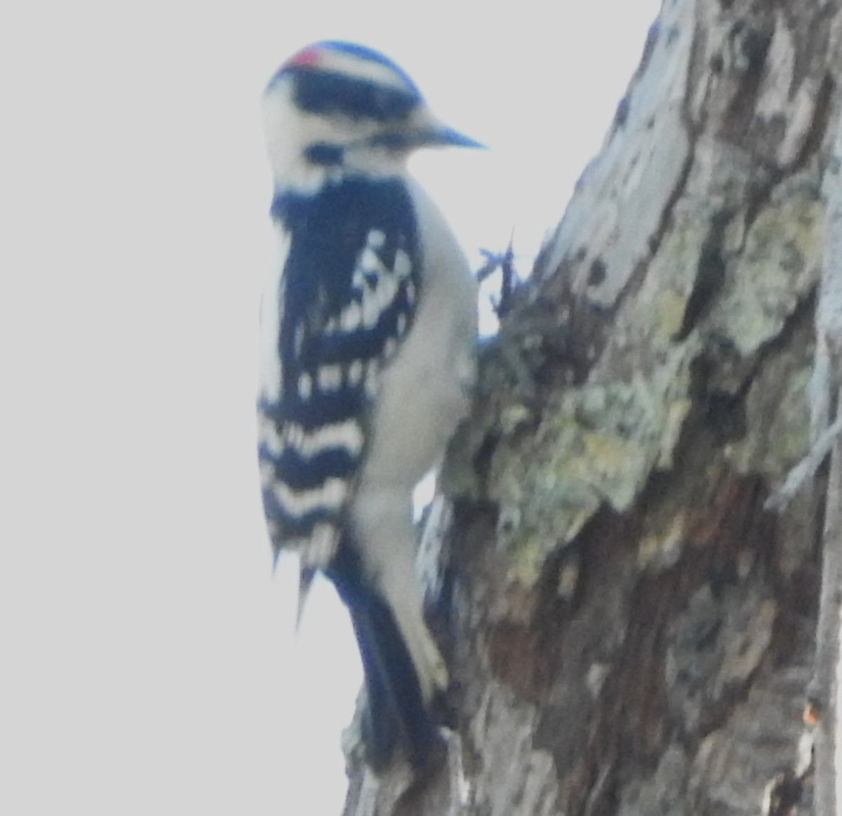 Downy Woodpecker - ML628065488