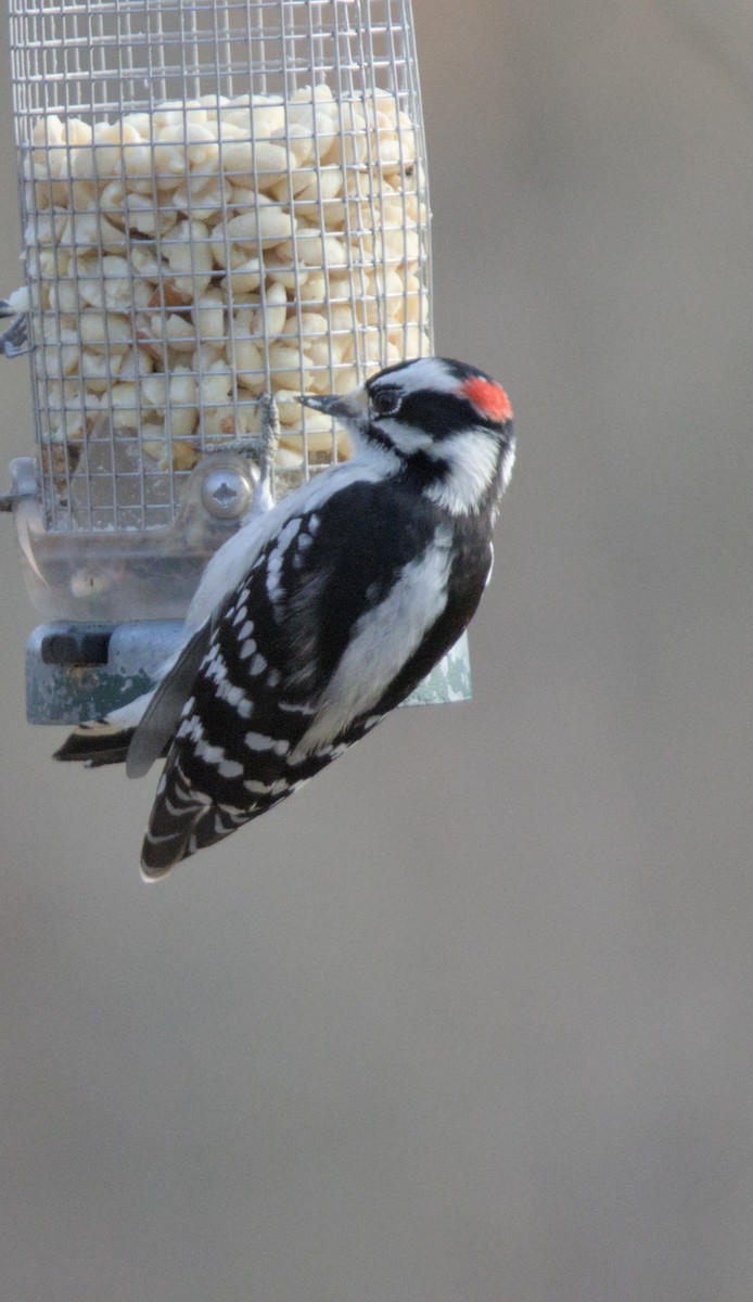 Downy Woodpecker - ML628065491