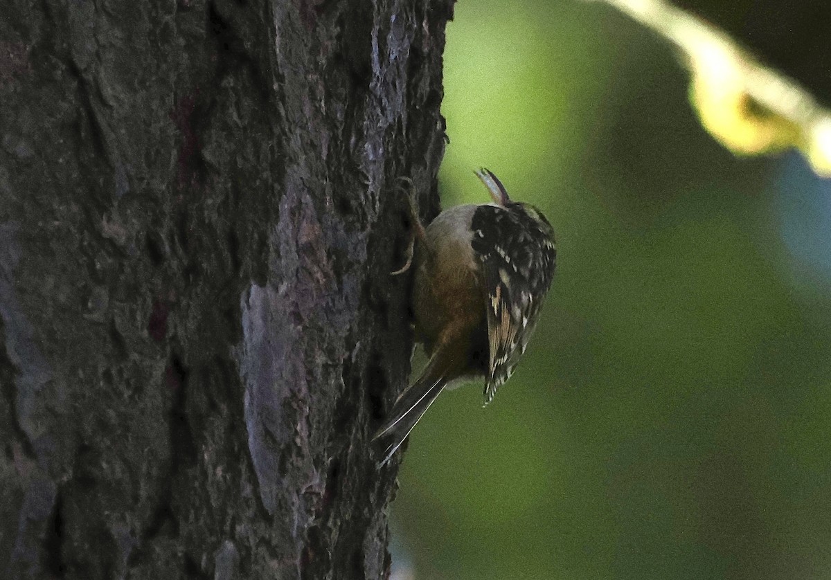 Brown Creeper - ML628065508