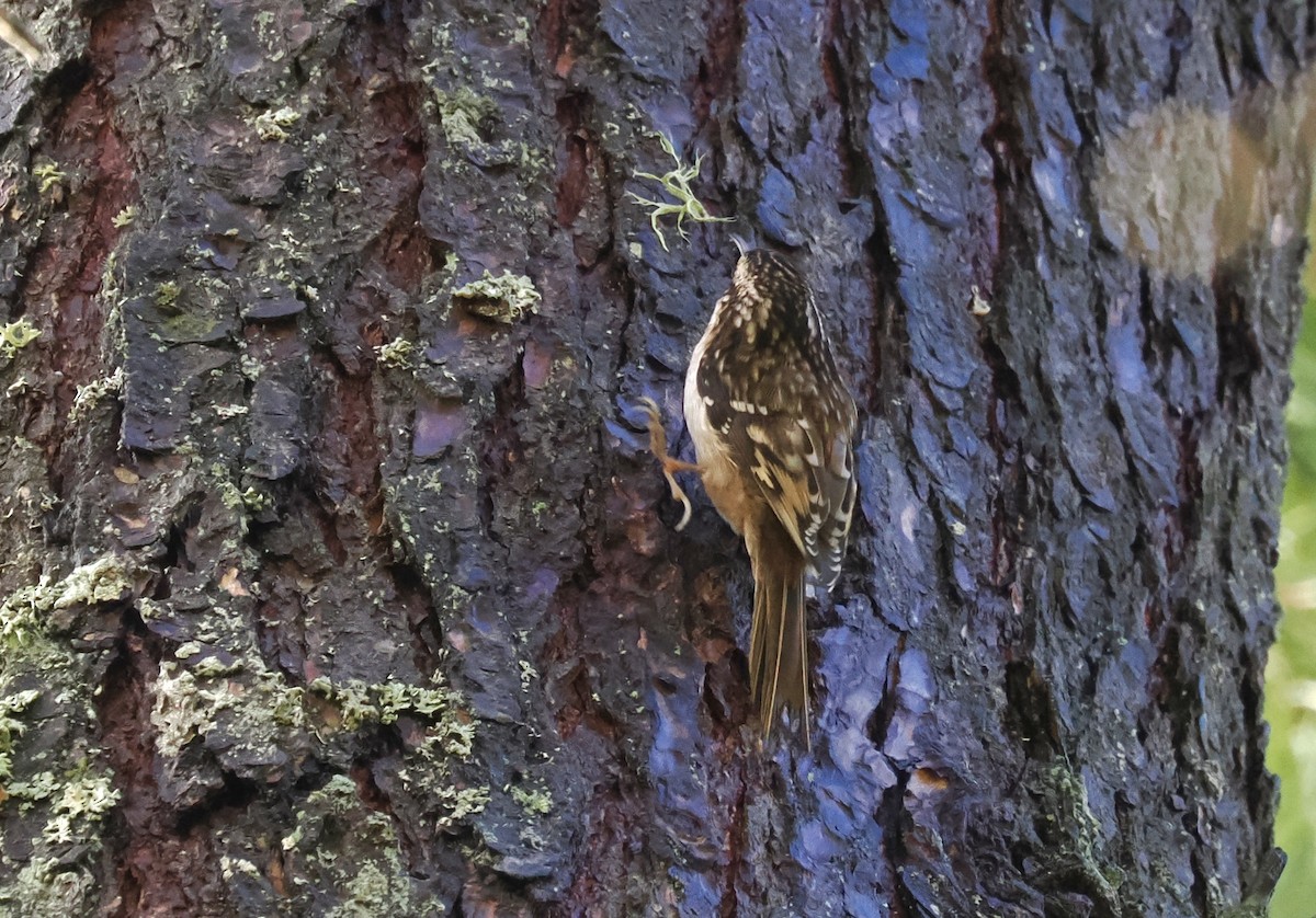 Brown Creeper - ML628065509