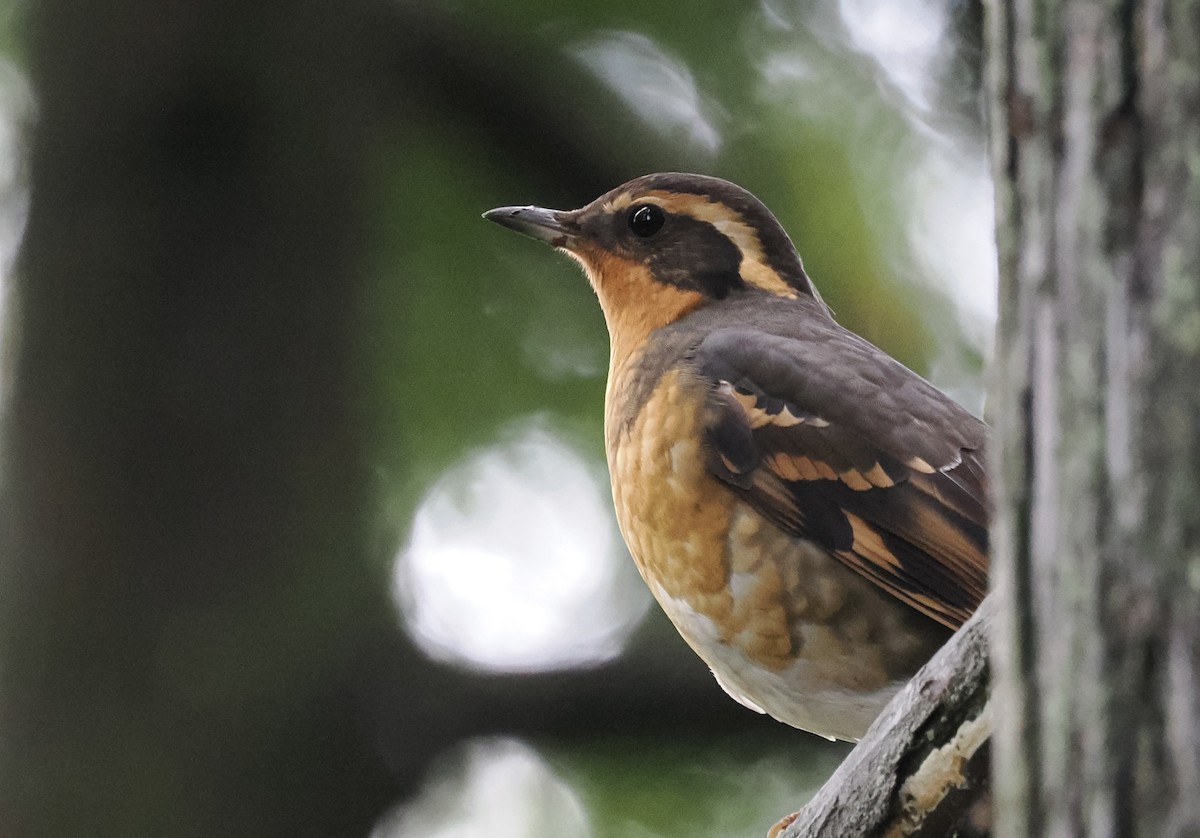 Varied Thrush - ML628065517